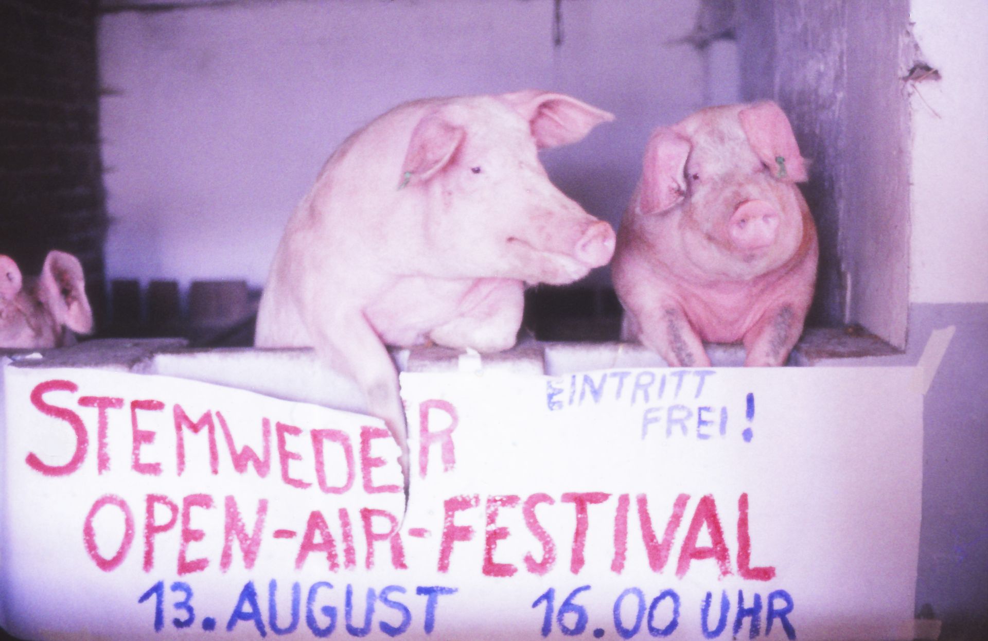 12. Festival